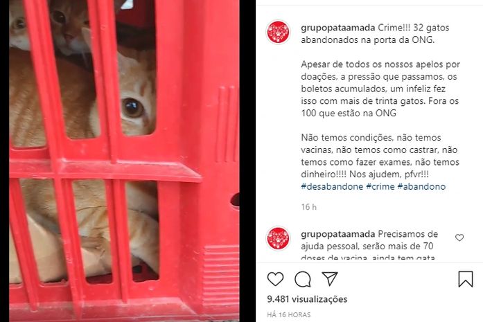 Mais de 30 gatos são abandonados na porta de ONG em Maceió