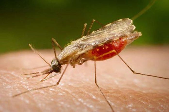 Mosquito transmissor da Malária.