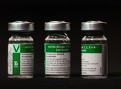 Aplicação da vacina da dengue do Butantan começará a partir do dia 17