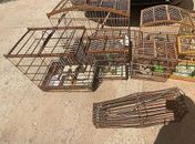 Ao todo, 26 aves de várias especies foram apreendidas.
