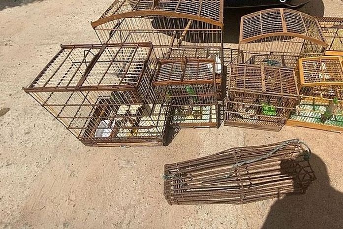 Ao todo, 26 aves de várias especies foram apreendidas.