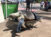 Tartaruga "gigante" foi encontrada na Ponta Verde