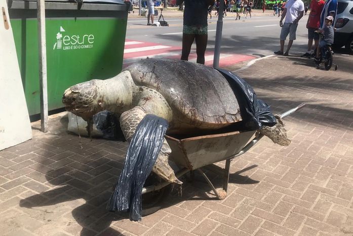 Tartaruga "gigante" foi encontrada na Ponta Verde