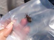 Saúde tem postos para recolher barbeiro transmissor da doença de Chagas; confira 
