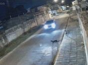 Motorista que atropelou cão de propósito no Jaraguá é localizado e ouvido pela PC 
