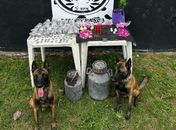 PM apreende arma de fogo após denúncia e drogas durante instrução com cães em Arapiraca