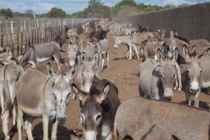 Crítica situação do comércio ilegal do jumento no País será tema de encontro internacional em Maceió