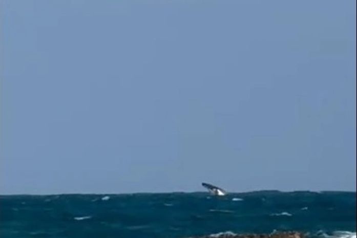 Baleia jubarte é vista dando saltos no mar e encanta banhistas na Praia do Francês