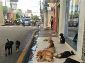 Aumenta o número de pessoas mordidas por cães em Arapiraca