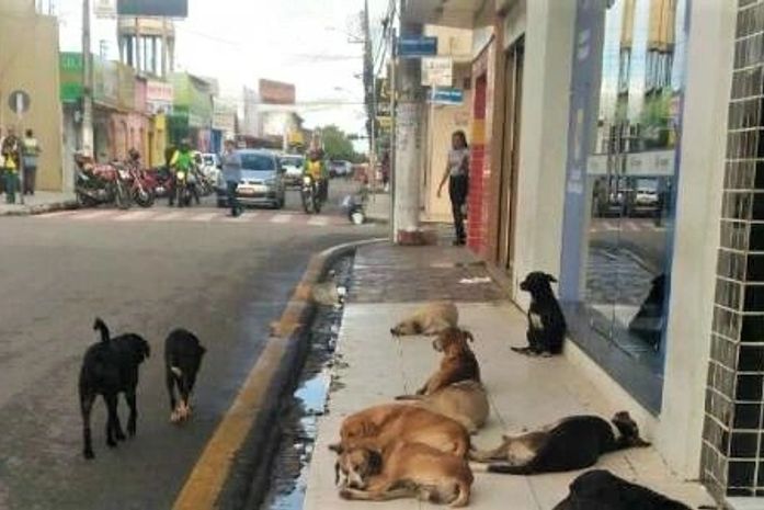 Aumenta o número de pessoas mordidas por cães em Arapiraca
