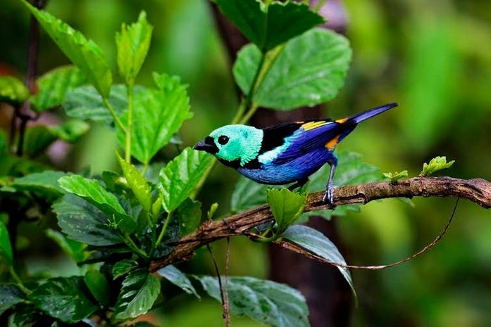 Pintor-sete-cores, que espalha sementes pelo topo das florestas