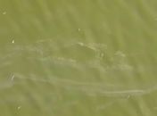 Peixes mortos são encontrados próximo a minas da Braskem; manchas escuras voltaram a parecer na região