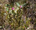 Do Jalapão à Canastra, Cerrado reúne roteiros de natureza pelo Brasil
