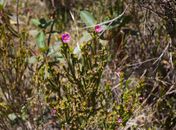 Do Jalapão à Canastra, Cerrado reúne roteiros de natureza pelo Brasil
