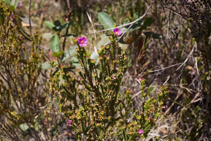 Do Jalapão à Canastra, Cerrado reúne roteiros de natureza pelo Brasil