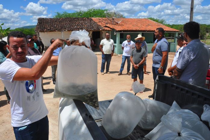 Prefeitura de Piranhas distribui mais de 50 mil alevinos para produtores da agricultura familiar

