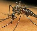 Mosquito Aedes aegypti