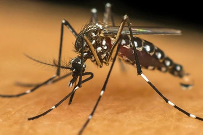 Mosquito Aedes aegypti