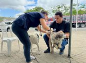 Viçosa recebe ação itinerante de Saúde & Bem-estar Animal