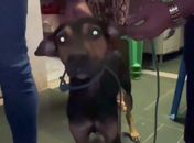 Homem é preso em flagrante por praticar sexo com cachorro no Benedito Bentes