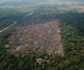 Pará, Mato Grosso, Amazonas e Rondônia são os estados mais atingidos pelo desmatamento
 
