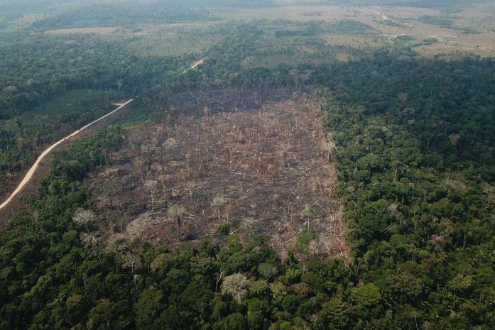 Pará, Mato Grosso, Amazonas e Rondônia são os estados mais atingidos pelo desmatamento