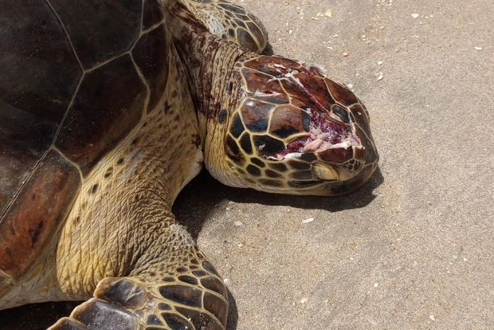 Tartaruga-verde é resgatada com crânio esmagado por golpes de paulada no Litoral Norte de Alagoas