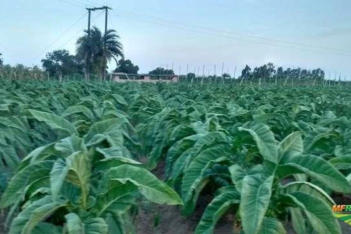 Sementes que deram início a cultura do fumo em Arapiraca foram trazidas de Lagarto (SE)