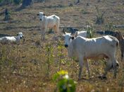 Agropecuária nordestina ganha plano de ação para o seu desenvolvimento