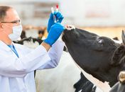 Conselho de Medicina Veterinária adverte: "ivermectina de uso veterinário não é recomendada para humanos"