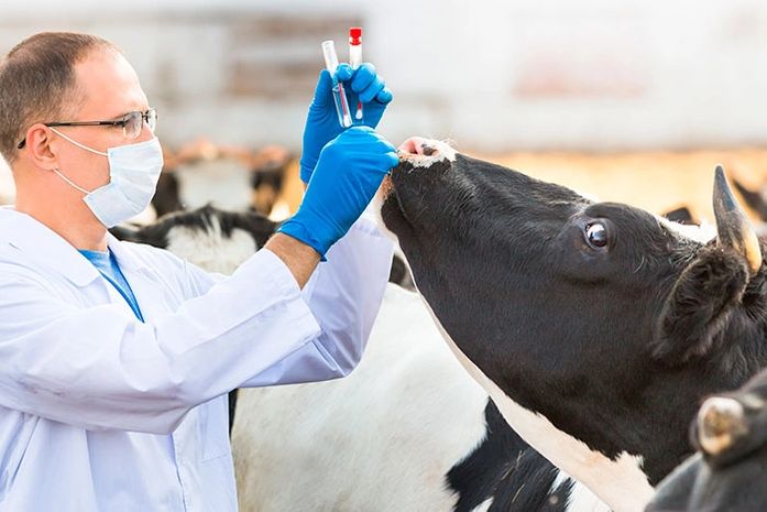 Conselho de Medicina Veterinária adverte: "ivermectina de uso veterinário não é recomendada para humanos"