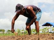 Programa em parceria com o Instituto Federal de Alagoas beneficia 20 famílias