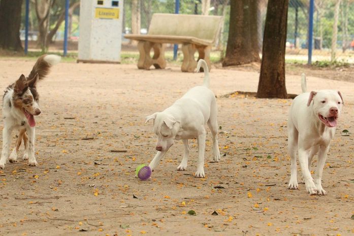 Ministério determina recolhimento de petiscos para cães