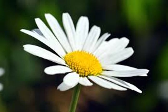 Fico cismando da janela contando todos os gatos pardos