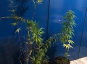 Turista é preso com três mudas de maconha na praia do Francês 