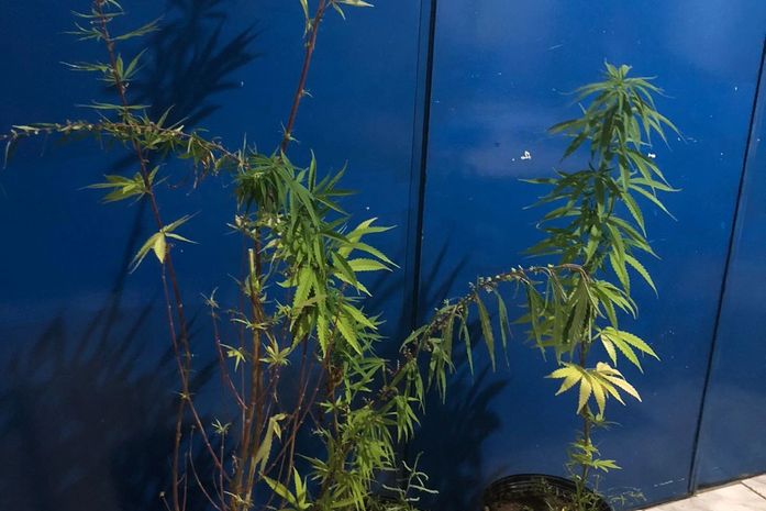 Turista é preso com três mudas de maconha na praia do Francês