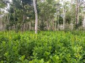 MPs discutem desafios digitais e mudanças climáticas