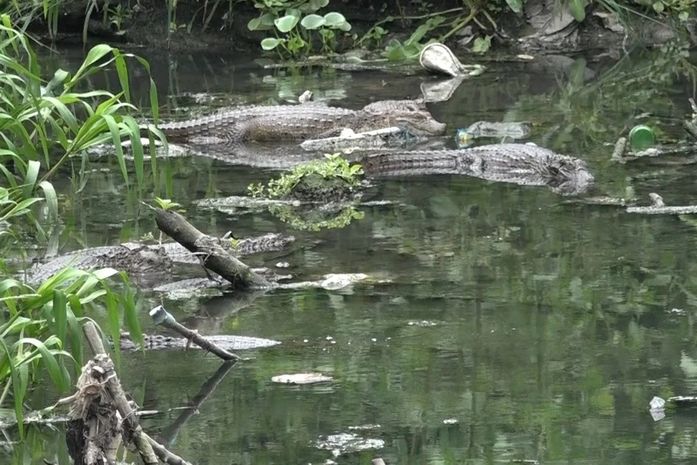 Defensoria acompanha presença de jacarés em área urbana de Arapiraca