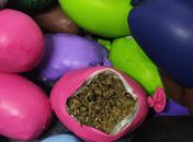 Tráfico de drogas: homem é preso com cerca de 10 kg de maconha escondidos em balões de festa