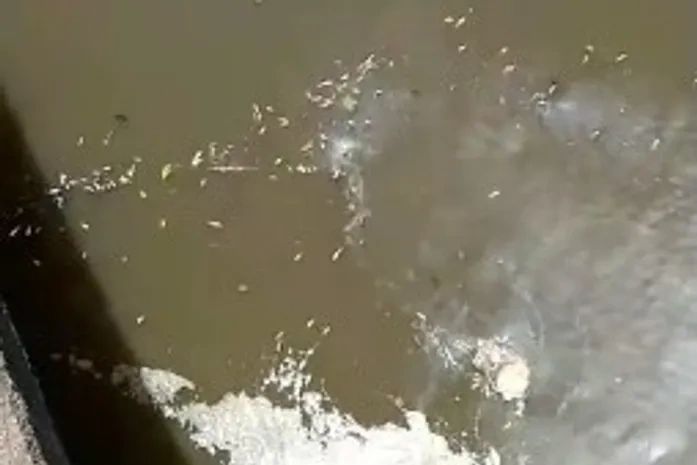 Laudo aponta fertilizantes como causa de peixes mortos e pesquisador orienta que se evite consumo e banho de rio