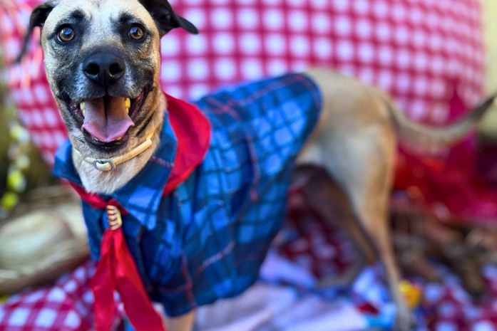 Em ritmo de festa junina, Focinho Responsável realiza feiras de adoção no final de semana