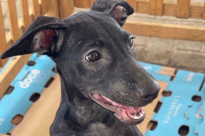 Ponta Verde: Feira de Adoção de pets acontece neste domingo, na Rua Aberta