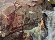 Higienização precária e ambiente insalubre: Fiscais interditam pizzaria e apreendem 80kg de alimentos com validade vencida