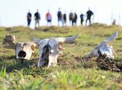 "Cemitério de carcaças": fiscalização flagra abate clandestino e apreende carnes impróprias para consumo
