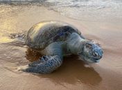 Tartaruga-verde é encontrada morta por banhistas na Praia de Jacarecica, em Maceió