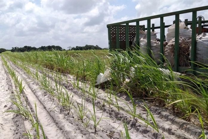Cooperativa Pindorama passa a ser a primeira usina da região Sul de Alagoas a inicia a safra de cana de açúcar 2019/2020.
