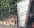 Caminhão carregado de queijos tomba na BR-101 e carga é saqueada por populares em AL