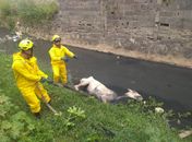 Corpo de Bombeiros resgata cavalo de córrego em Cruz das Almas