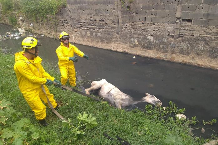 Corpo de Bombeiros resgata cavalo de córrego em Cruz das Almas