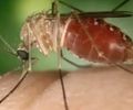 Febre Oropouche é causada pelo mosquito maruim (mosquito-pólvora ou borrachudo) 